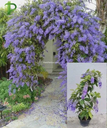 Sweet Patria Vine Plant in Pot – Large Healthy Patrea volubilis – Outdoor Flowering Vine , imagecaption=Sweet Patria Vine Plant with Pot – Perfect for Pakistani Gardens ,