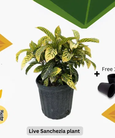 Real Sanchezia plant with pot for indoor and outdoor home decoration in Pakistan