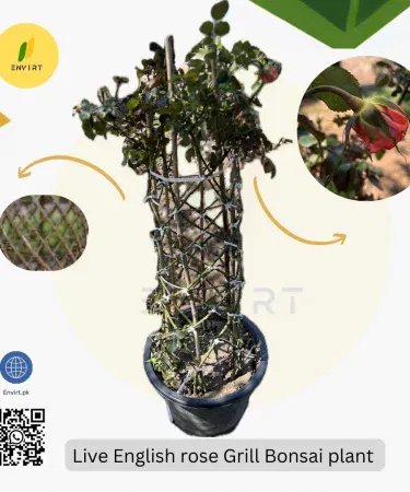 English Rose Vine Grill Bonsai – real seed‑less bonsai plant for home and office décor, imagecaption=English Rose Vine Grill Bonsai displayed as a stylish home/office decoration.
