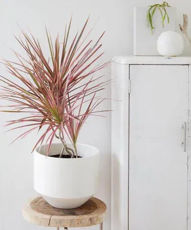 Live Dracaena Colorama plant in decorative pot with vibrant green, white and red foliage, imagecaption=Live Dracaena Colorama Plant with pot – ideal for home, office and garden décor.