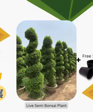 Semi Ficus Spiral Bonsai with pot – real ficus plant in decorative pot, imagecaption=Elegant Semi Ficus Spiral Bonsai with pot, perfect for indoor and outdoor décor.