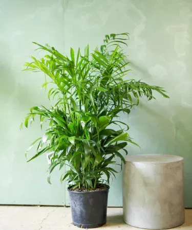 Live cane palm big size bamboo palm plant in a decorative 6x7 in pot, vibrant green foliage, approx 3 ft tall, imagecaption=Live cane palm (≈3 ft) in a stylish pot – ideal for indoor and outdoor décor.