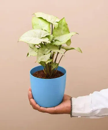 Live Syngonium silver plant in white‑green foliage with decorative pot, imagecaption=Live Syngonium silver plant – perfect indoor décor,