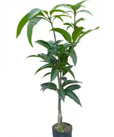 Tall healthy Langra mango plant with pot 4 to 5 feet sold in Pakistan