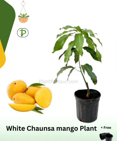 Tall healthy Hybrid White Chaunsa mango plant 4-5 ft with grow bag sold in Pakistan