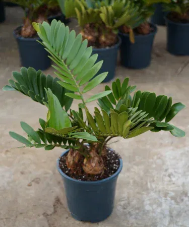 Live ZZ plant in black pot large zamia palm indoor air purifying plant Pakistan
