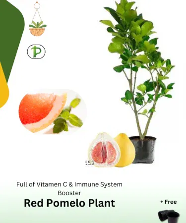 Red Pomelo plant in a sturdy plastic pot, 4‑5 ft tall, healthy foliage, securely packaged for delivery, imagecaption=Red Pomelo plant with pot – ready to grow in your garden.