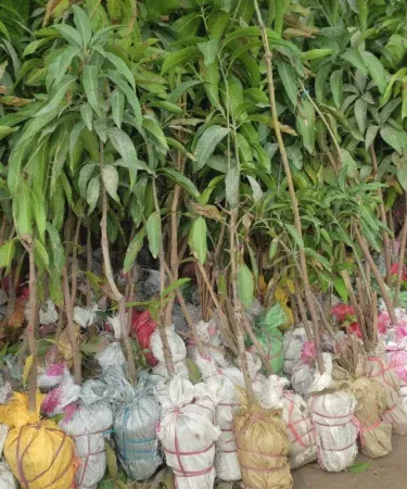 Tall healthy Langra mango plant with pot 4 to 5 feet sold in Pakistan