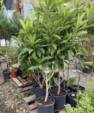 Loquat grafted fruit plant in a sturdy plastic pot, tall and healthy, ready for delivery in Pakistan