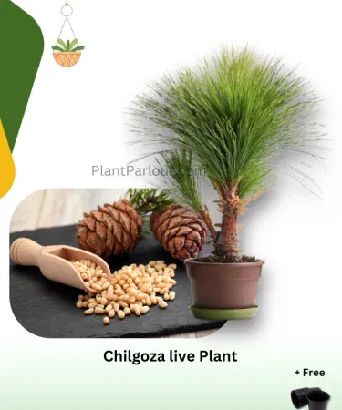 Chilgoza pine plant in black pot, 2 ft tall, healthy bushy Pinus gerardiana