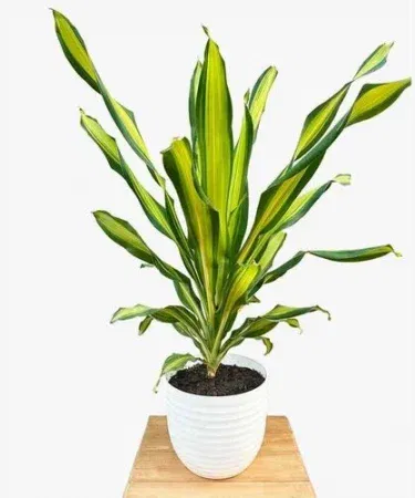 Corn Leaf Premium Plant (Dracaena Fragrans) in a sleek ceramic pot – large Makki Patta indoor plant with elegant tropical leaves