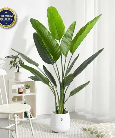 Banana leaf premium plant in ceramic pot – large tropical indoor banana palm from Plant Parlour, imagecaption=Elegant Banana Palm plant in a ceramic pot, perfect for home or office décor.