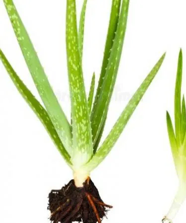 Green live aloe vera plant rooted without pot for skincare sold in Pakistan
