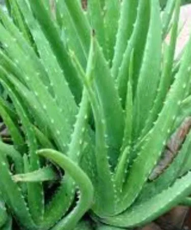 Green live aloe vera plant rooted without pot for skincare sold in Pakistan