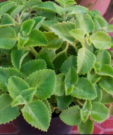 Fresh live ajwain leaves oregano plant for home garden sold in Pakistan