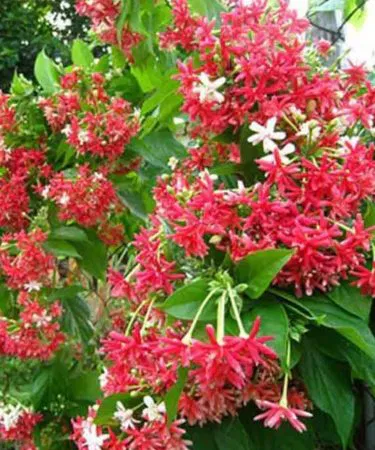 Pink Rangoon Creeper live baby plant five inches tall sold in Pakistan