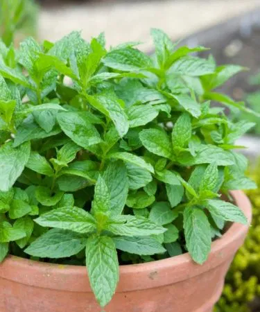 Fresh live mint plant for home kitchen and culinary use sold in Pakistan