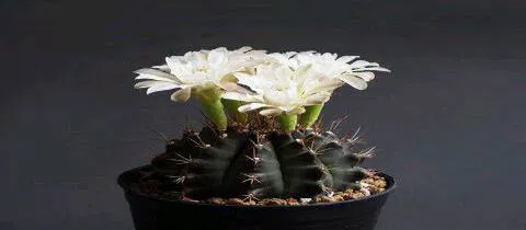 Gymnocalycium cactus seeds for home gardening, easy to grow live plant seeds with white flowers.