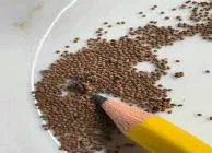 Gymnocalycium cactus seeds for home gardening, easy to grow live plant seeds with white flowers.