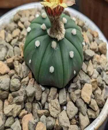 Astrophytum Asterias cactus plant with yellow flower, live succulent for home décor in Pakistan
