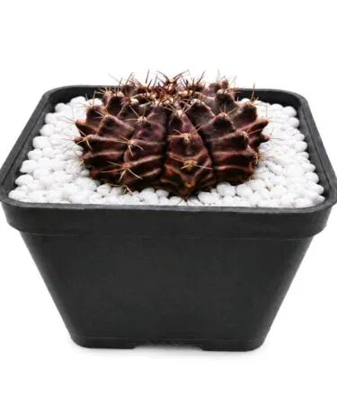 Gymnocalycium Cactus Plant in Pot, Dark Purple, 3 inch pot, Unisex, sold on Khareedo Pakistan