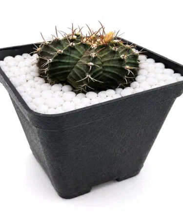 Gymnocalycium Cactus Plant in Pot, Dark Purple, 3 inch pot, Unisex, sold on Khareedo Pakistan