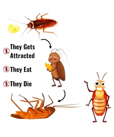 Advion Cockroach Gel Bait 30g syringe with Indoxacarb insecticide for roach colony elimination in Pakistan