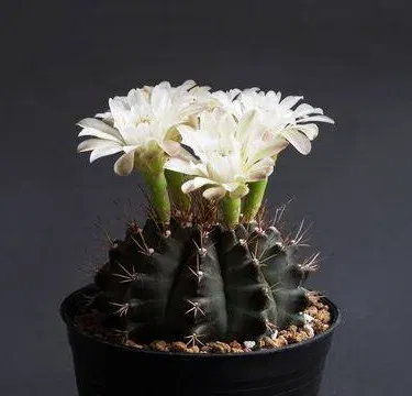 Gymnocalycium cactus plant, a unique succulent for sale in Pakistan.