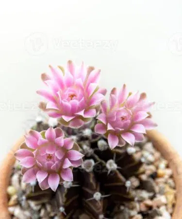 Gymnocalycium cactus plant, a unique succulent for sale in Pakistan.